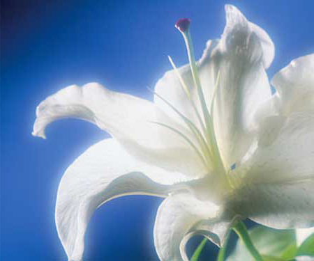 Picture of flower